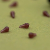 OMC Dazzlers Worm Brown Long Distance Hookbead